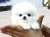 PoulaTo: (X-MASS) με και μαύρα κουτάβια Pomeranian για υιοθεσία **.